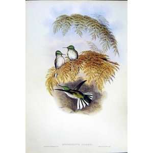   1990 Hummingbirds Eustephanus Galeritus Stokesi Gould