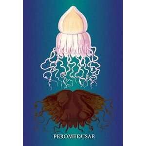  Jellyfish Peromedusae   12x18 Framed Print in Gold Frame 