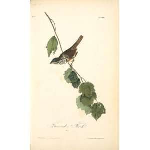   James Audubon   24 x 40 inches   Townsends Finch. Male Home