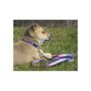  Lupine Small Dog Collar   Cotton Candy 8 12