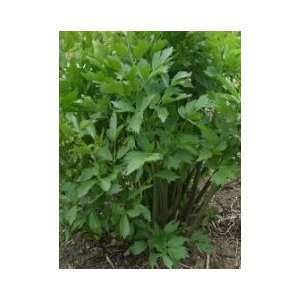 Heirloom Herb Lovage   35 Seeds Patio, Lawn & Garden