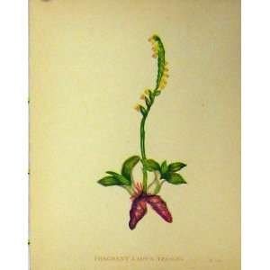  Fragrant LadyS Tresses C1880 Colour Botanical Print