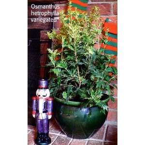  Tricolor Holly Plant Osmanthus Patio, Lawn & Garden