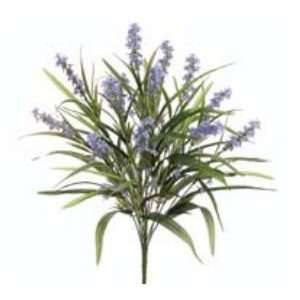   FBL222 BL 21 in. Blue Lobelia Bush X13  Case of 12