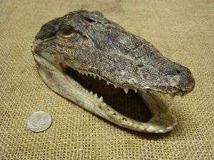 Alligator Head Crocodile Skull Gator Weird Obscure  