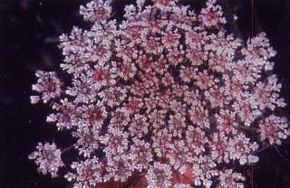 PINK Queen Annes Lace Seeds VERY RARE Very Cool  