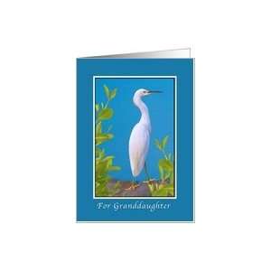    Birthday, Granddaughter, Snowy Egret Bird Card Toys & Games