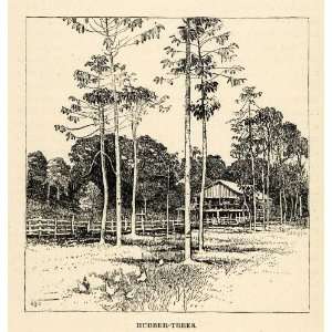  1888 Wood Engraving Rubber Trees Forest Landscape Costa 