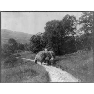  The hay maker,wagon,farm road,c1910