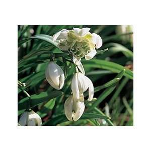  Galanthus nivalis Flore Pleno Patio, Lawn & Garden