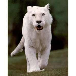  Pure White Tiger