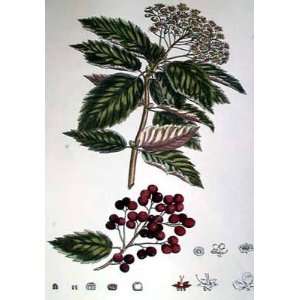  Flowering Berry Tree II Poster Print