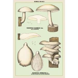  Oyster Mushroom   Poster (12x18)