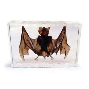  Real Winged Bat Lucite Cased Paper Weight