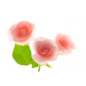  Pink Rose   Peel and Stick Wall Decal by Wallmonkeys