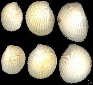 Bestshells Trachy Cardium Alternatum 62,75,85mmF++/Gem.  