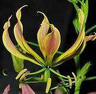 Gloriosa Lily superba carsonii RARE 10 seeds