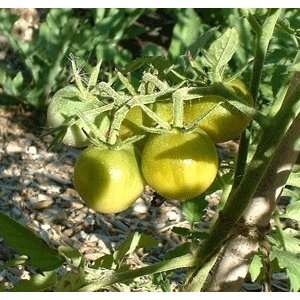   Green Tomato   4 starter plants   Heirloom Patio, Lawn & Garden