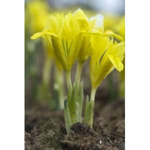  Iris danfordiae   6 to 8 cm, 250 per Box