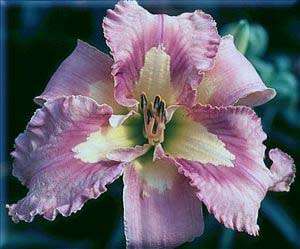 LIGHTER THAN AIR   DF   L7D   Salter 2003   DAYLILY  