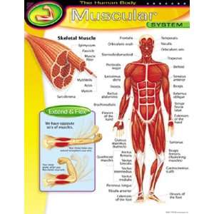  Chart Muscular System