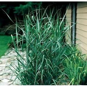  GRASS SWITCH PRAIRE SKY / 1 gallon Potted Patio, Lawn & Garden