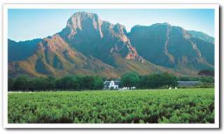 South African Wine History