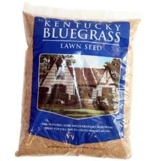 Kentucky Bluegrass Seed  
