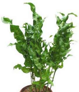 Phymatodes scolopendria   centipede fern   100 seeds  