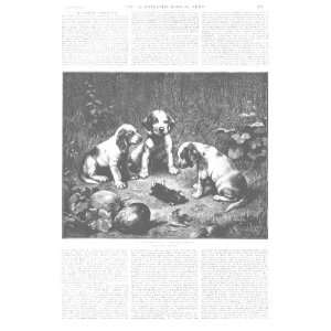  Illustrated London News Puppies Dogs