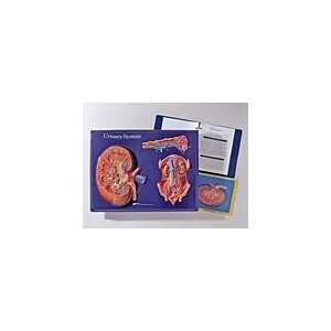  Urinary System Activity Model Toys & Games