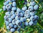 Varieties of Southern Highbush Blueberry Plants (36 Plants)  