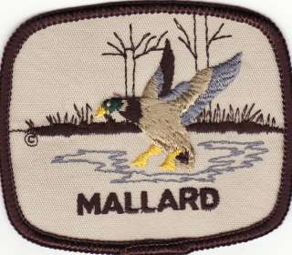 Mallard Duck Landing in Swamp Hunting Patch  