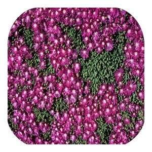   Coasters Country Flower/Flowers/Floral   (CSFL 386)