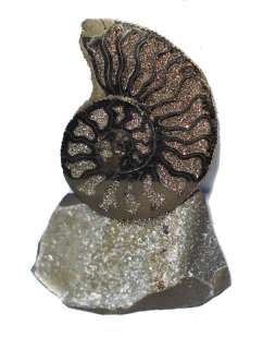 Half of pyrite ammonite on rock, Mikhailov,Russia #11  