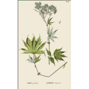  Reprint Spirea palmata 1784 1788