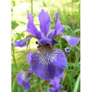  Iris Voltage blue white giant bearded 15_perennials Patio 