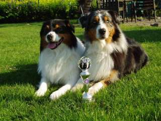 Australian Shepherd Deckrüde mit ASCA und DRC Papieren in Dortmund 