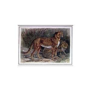  Maneless Hunting Leopard Poster Print