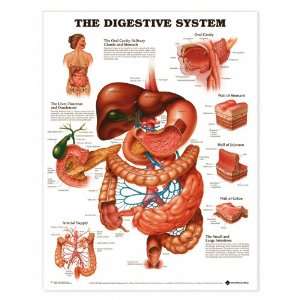   System Anatomical Chart Styrene Plastic Industrial & Scientific