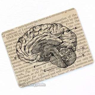 Human Brain Deco Magnet; Anatomy Vintage Medical Illustration 