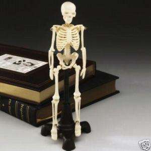 Human Skeleton, Only 8 tall, great novelty, Skeletons  