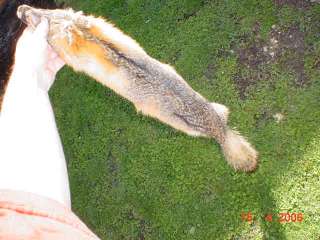 Eastern grey fox Pelt. Professionally tanned leather. 41 inches tip to 