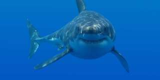 GREAT WHITE SHARK Fishtank / Aquarium Background  