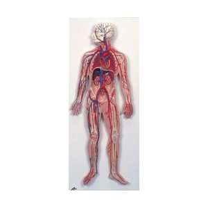 Anatomy of the Circulatory System Model  Industrial 
