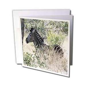 Animals   South African Zebra in the grass   Greeting Cards 6 Greeting 