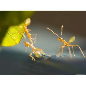  Ants, (Formicidea), Magnetic Island, Queensland, Australia 