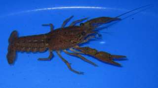 Crayfish Crawdad for Koi Pond and Garden/Aquarium foru  