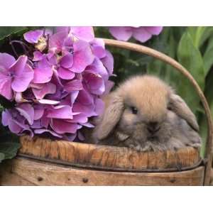  Baby Holland Lop Eared Rabbit in Basket, USA Premium 