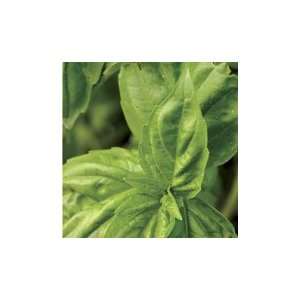  Poppy Joes Basil   pack 